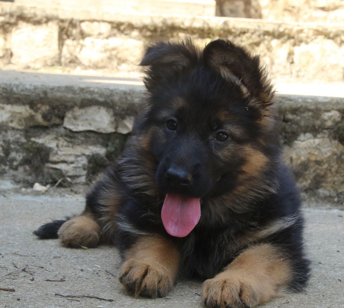 Chiot-berger-allemand-phoenix-doree chiot berger allemand poil long du domaine de la phoenix doree