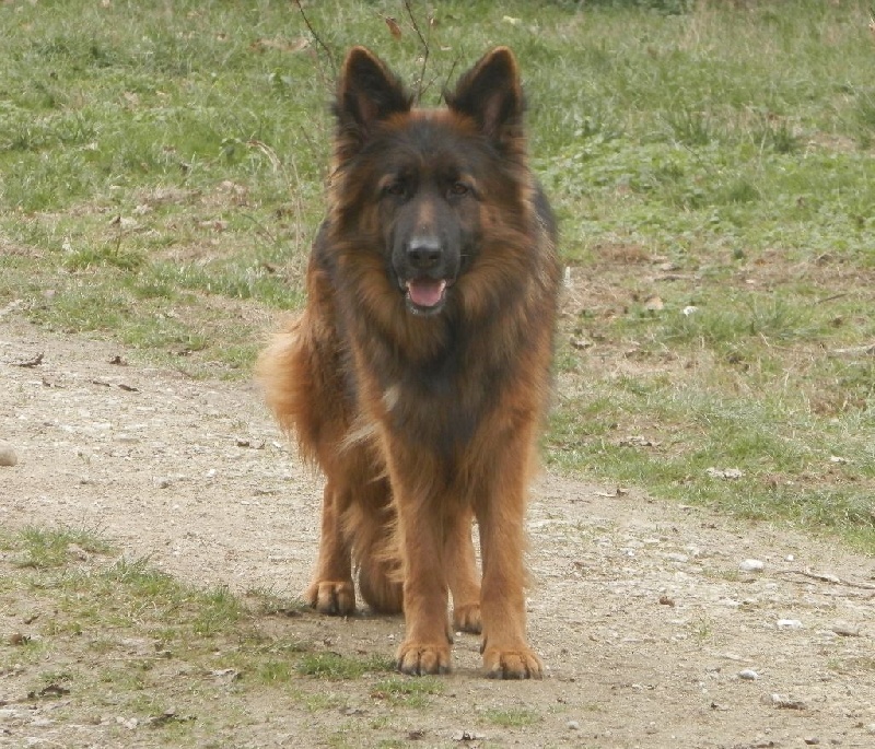 Dola De itxas ondo