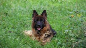 Syena femelle berger allemand du domaine de la phoenix doree en dordogne