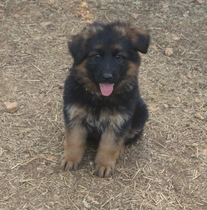 Chiot n°2049834