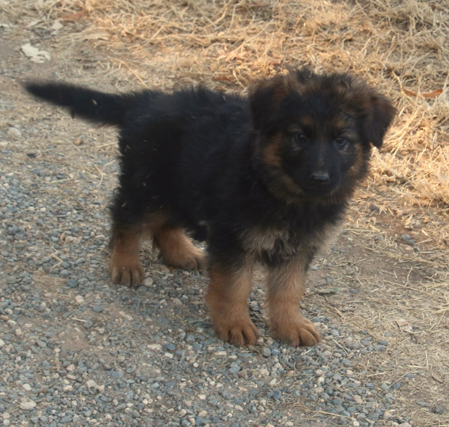 Chiot n°2049832