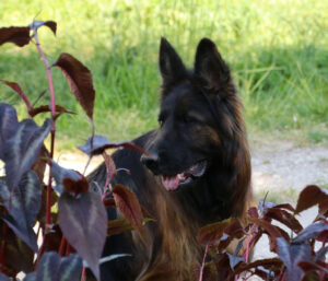 berger allemand au domaine de la phoenix doree en dordogne