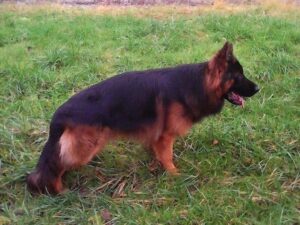 Polo du pre moussey berger allemand à poil long