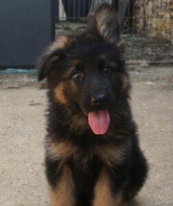 chiot mal berger allemand de la portée du 1er mai 2025