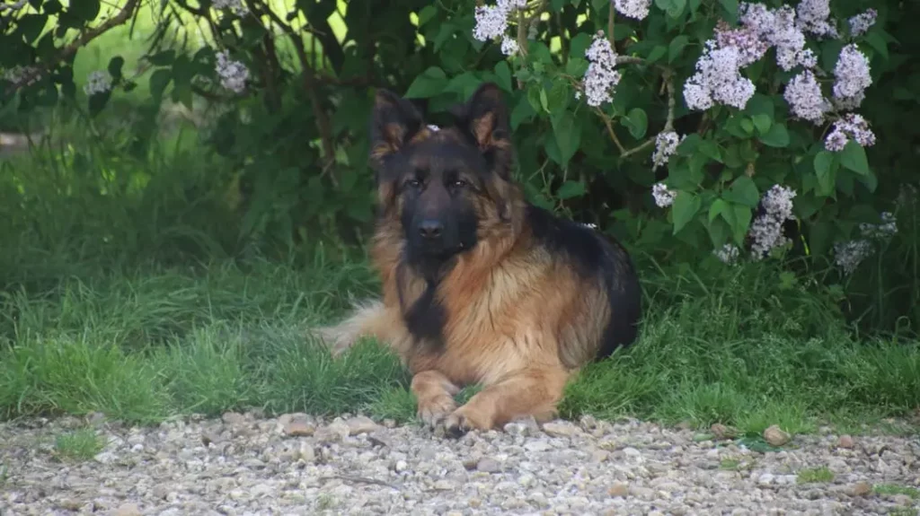Cheyenne du Domaine de la Phoenix Dorée