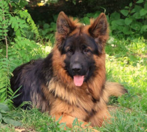 Berger allemand à poil long couleur noir et feu allongé dans l'herbe