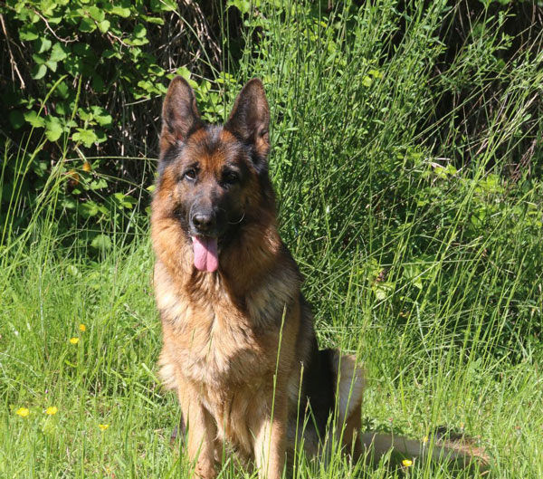 pandora-domaine-du-parc-berger-allemand-compressed
