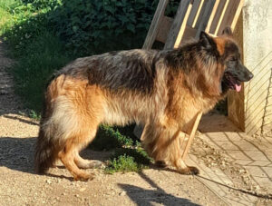 Berger allemand femelle de l'élevage du domaine de la phoenix doree en Dordogne